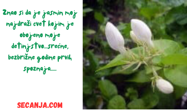 Latica jasminovog pupoljka