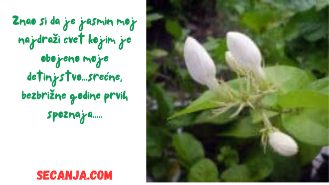 Latica jasminovog pupoljka