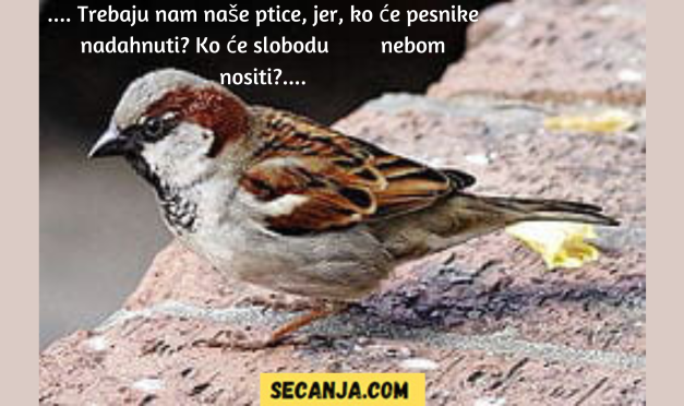 Gde su nam ptice?