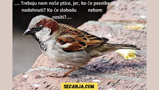 Gde su nam ptice?