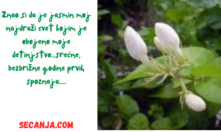 Latica jasminovog pupoljka